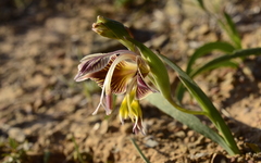 Gladiolus uysiae