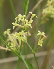 Asperula aristata
