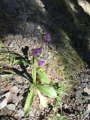 Primula miyabeana