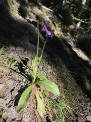 Primula miyabeana