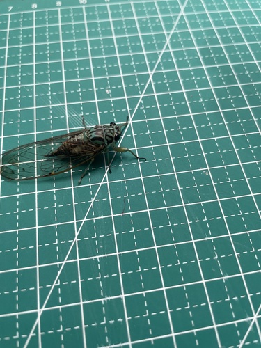 Yezoterpnosia fuscoapicalis