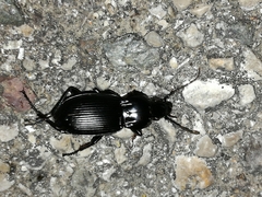 Pterostichus melas