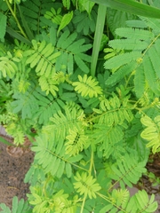 Mimosa diplotricha