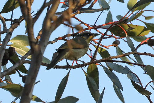 Purple-gaped Honeyeater (Lichenostomus cratitius), photo 10