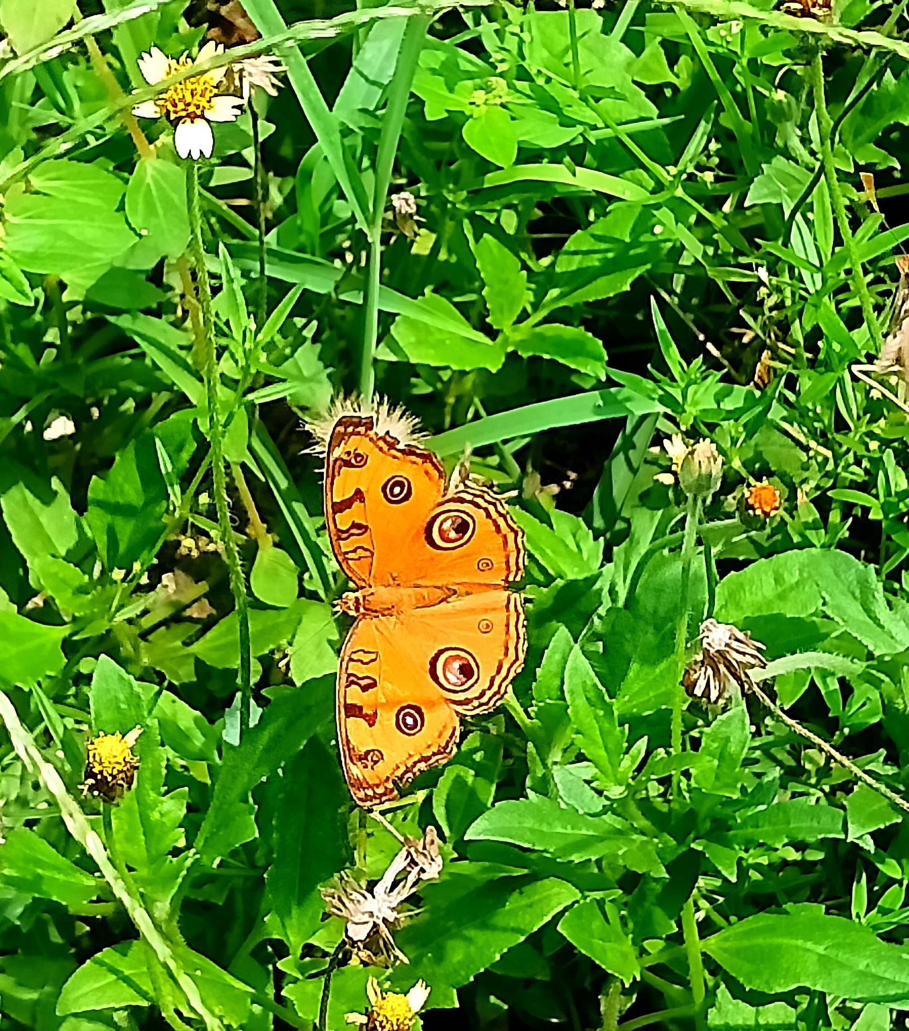 Peacock Pansy