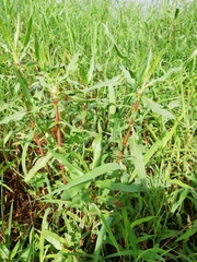 Hygrophila auriculata