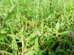 Agriocnemis splendidissima