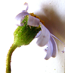 Felicia aethiopica