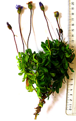 Felicia aethiopica
