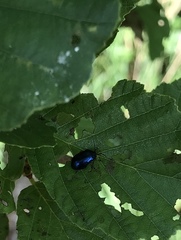 Agelastica alni
