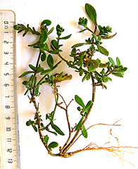 Felicia aethiopica