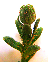 Felicia aethiopica