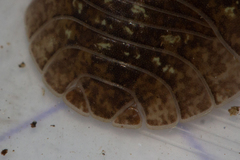 Armadillidium sordidum