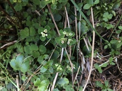 Chrysosplenium hebetatum