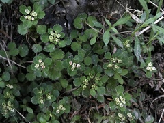 Chrysosplenium hebetatum