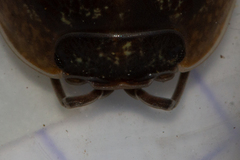 Armadillidium sordidum