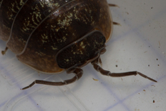 Armadillidium sordidum