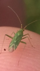 Blepharidopterus angulatus