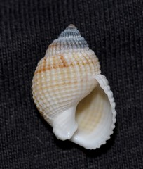 Nassarius albescens