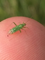 Blepharidopterus angulatus