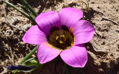 Romulea atrandra