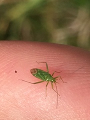 Blepharidopterus angulatus
