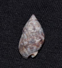 Nassarius gaudiosus