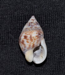 Nassarius gaudiosus
