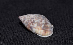 Nassarius gaudiosus