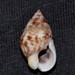 Pointed Dogwhelk - Photo (c) Nick Lambert, some rights reserved (CC BY-NC-SA), uploaded by Nick Lambert