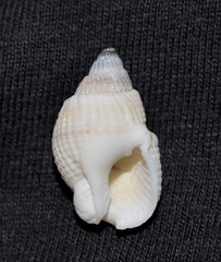 Nassarius albescens