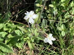 Silene latifolia