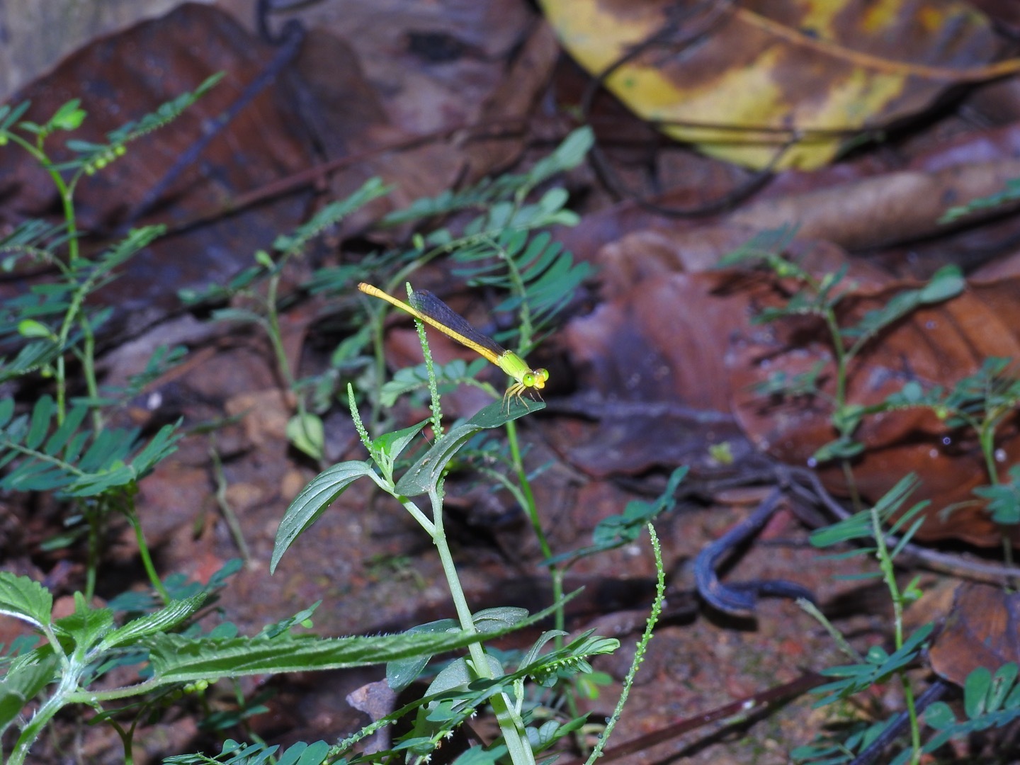 Coromandel Marsh Dart