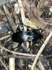Abax parallelepipedus euganensis