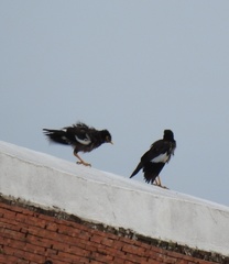 Acridotheres tristis