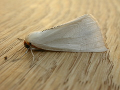 Thalaina selenaea