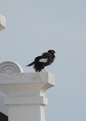 Acridotheres tristis