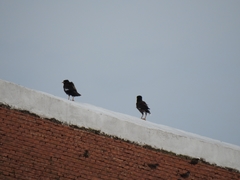 Acridotheres tristis