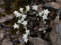 Leontopodium microphyllum