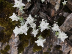 Leontopodium microphyllum