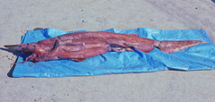 Goblin Shark photo 5