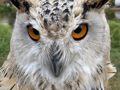 Bubo