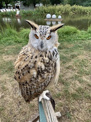 Bubo