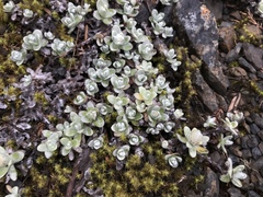 Anaphalis nepalensis