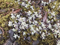 Anaphalis nepalensis