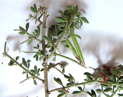 Indigofera porrecta