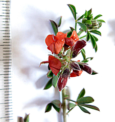 Indigofera porrecta