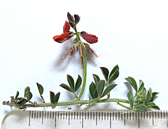 Indigofera porrecta