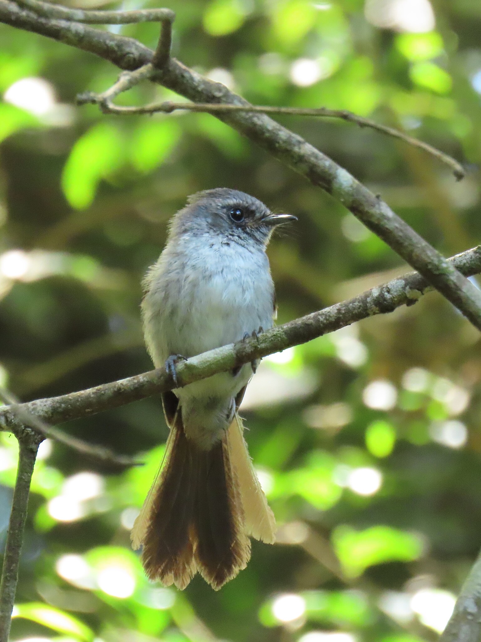 African Crested Flycatcher illustration