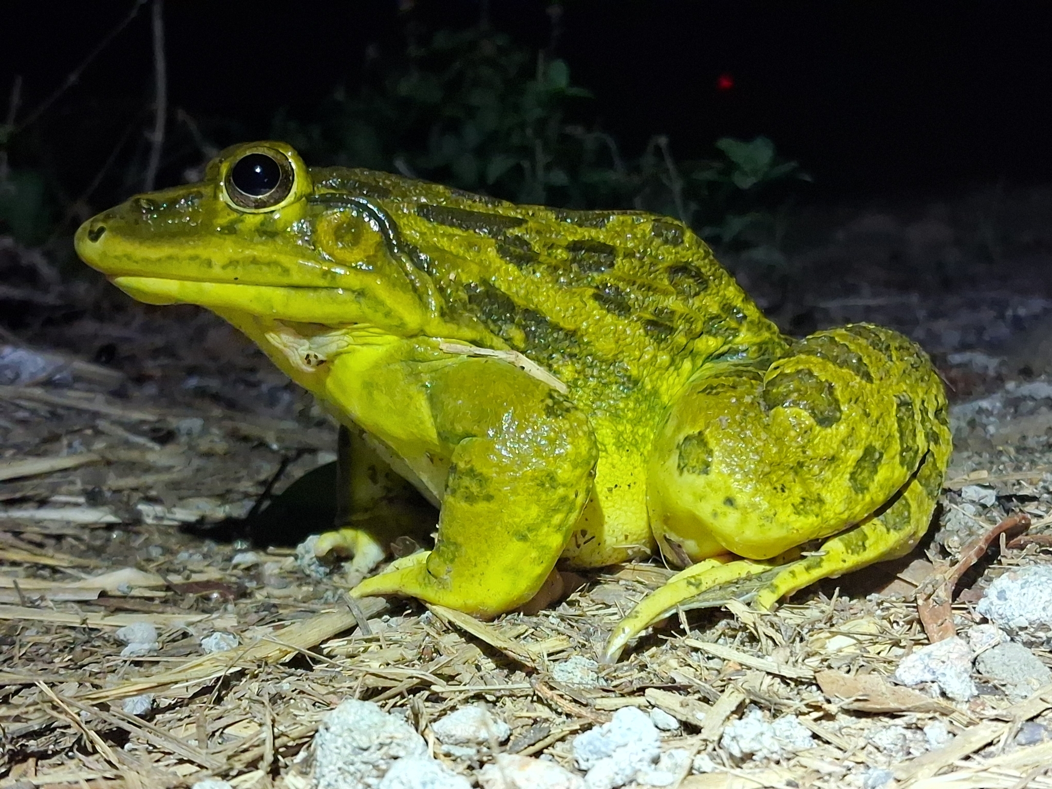 Indian Bull Frog